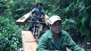 Khởi tố 2 đối tượng khai thác gỗ trái phép