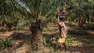 Kinh tế thế giới sẽ bất ổn vì dầu cọ tăng giá