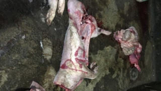 Thu mua heo bệnh chết với giá bèo rồi đưa về lò mổ