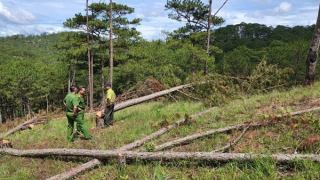 “Lâm tặc” phá rừng, chủ rừng ở đâu?
