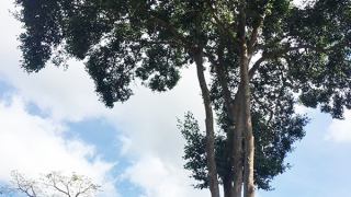 Thương nhớ Kơ nia