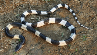 Bé gái bị rắn cạp nia cắn khi đang ngủ