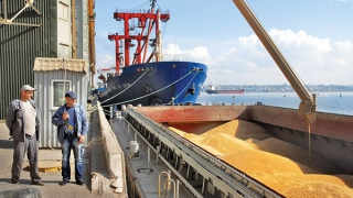 Nghịch lý đe dọa an ninh lương thực toàn cầu