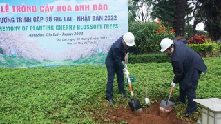 Tiếp nhận, trồng 24 cây Hoa anh đào Nhật Bản tại trung tâm TP Pleiku