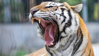 Xôn xao chuyện hổ xuất hiện ở Lâm Đồng