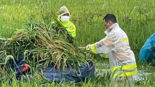 Giúp dân gặt lúa sau đợt mưa lớn kéo dài