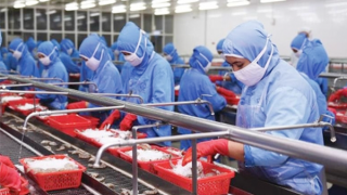 Xuất khẩu tôm lập “kỷ lục”