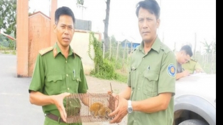 Cán bộ trại giam phát hiện cá thể động vật quý hiếm giao cho hạt kiểm lâm