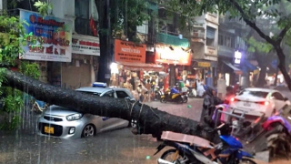 Xà cừ trong phố cổ bật gốc đè bẹp ô tô