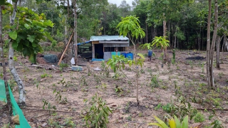 Báo động nạn phá rừng bao chiếm đất ở Phú Quốc