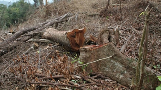 Đã xác định được 7 đối tượng chặt phá gần 14ha rừng ở Đakrông