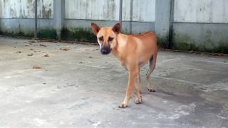 Tử vong sau hơn 2 tháng bị chó cắn