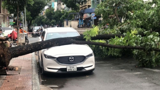 Siêu âm cho cây xanh để giảm thiểu nguy cơ ngã, đổ vào mùa mưa