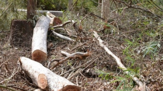 Rừng tự nhiên ở Tây Nguyên đang giảm mạnh