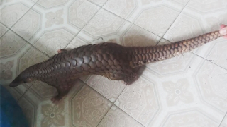 Người dân bàn giao cá thể tê tê Java quý hiếm