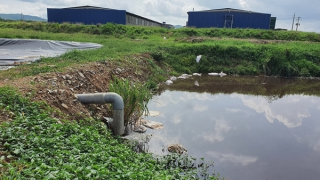 Trang trại chăn nuôi vịt gây ô nhiễm môi trường