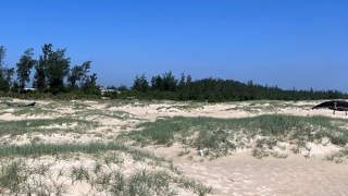 Nhiều diện tích rừng trồng ven biển, đầm phá bị chết