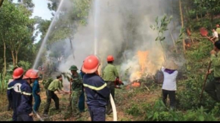 Kịp thời ngăn chặn một vụ cháy rừng