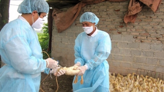 Ngăn ngừa cúm gia cầm vào Việt Nam bùng phát thành dịch