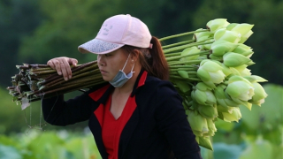 Nhộn nhịp mùa thu hoạch sen ở xứ Huế