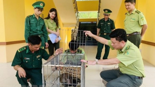 Bàn giao 2 cá thể quý hiếm cho vườn Quốc gia Vũ Quang, Hà Tĩnh
