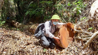 Truy vết "lâm tặc"