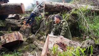 Chặt hạ trái phép 2 cây gỗ nghiến cổ thụ, 3 anh em ruột bị khởi tố điều tra