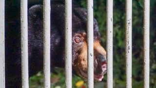 Giải cứu cá thể gấu đưa về Vườn Quốc gia Cát Tiên