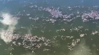 Nghi vấn ao nuôi tôm bị đầu độc bằng thuốc trừ sâu