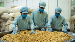 Thông tin thêm về việc giành lại lô hạt điều mất kiểm soát của Việt Nam