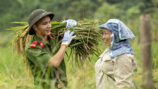 Công an huyện Bát Xát lội ruộng giúp dân gặt lúa