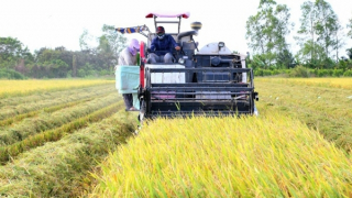 Cơ hội cho nông nghiệp vùng châu thổ Cửu Long