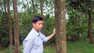 Nguyên Bí thư, Chủ tịch UBND xã bị khởi tố vì kêu người phá rừng trồng của người khác