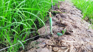 Người đàn ông tử vong do dùng điện diệt chuột