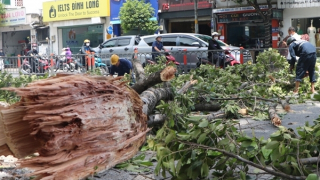 Chết lặng đứng nhìn cành cây 10m gãy rơi trùm xuống người