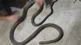 Bị rắn độc cắn tử vong khi dùng tay bắt rắn