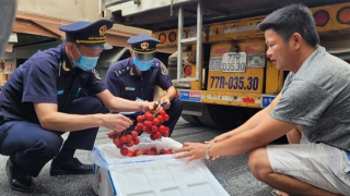 Gần 65 nghìn tấn vải quả tươi xuất khẩu qua cửa khẩu Tân Thanh