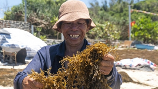 Mùa ăn rong ở xứ đảo