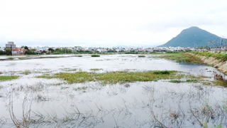 TP Tuy Hòa đã bồi thường 11,4 tỷ đồng thiệt hại do ngập úng 101ha lúa kéo dài