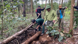 Phát hiện gần 10 điểm chôn giấu gỗ dưới lòng đất ở Lâm Đồng