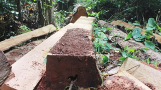 Để lâm tặc lộng hành, Trạm trưởng bảo vệ rừng bị đình chỉ công tác