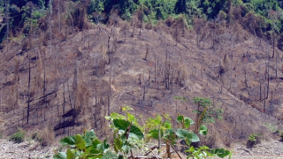 Hai Giám đốc "bắt tay nhau" đốt rừng để trồng rừng