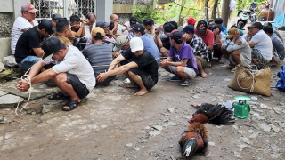 Bắt quả tang 35 đối tượng đá gà ăn tiền trong con hẻm vắng