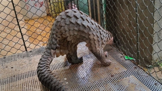 Chuyển giao cá thể tê tê Java quý hiếm để thả về tự nhiên