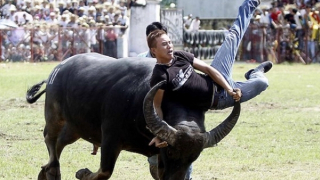 Hải Phòng lên kế hoạch tổ chức lễ hội chọi trâu Đồ Sơn 2022