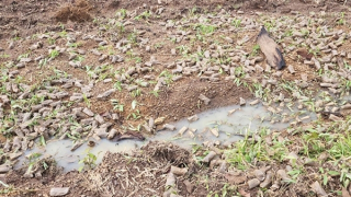 Điều tra vụ phá hoại 4.000 cây giống trồng rừng phòng hộ