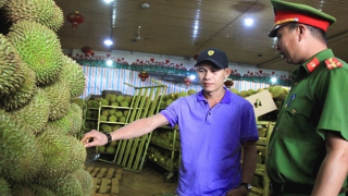 Lễ hội sầu riêng - cơ hội quảng bá nông sản và văn hoá du lịch