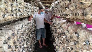 Làm giàu dưới tán cây cao su