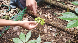 Thiệt hại hơn 20,8 tỷ đồng do sâm Ngọc Linh chết hàng loạt