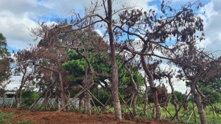 Chấm dứt việc di thực cây thông tại khu phức hợp Đăk Đoa